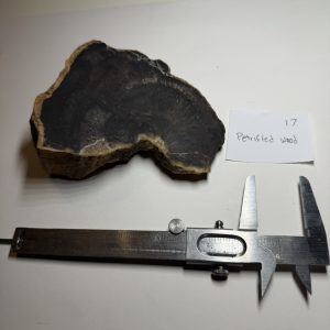 Petrified Wood Specimen - Natural Fossilized Wood Cross-Section