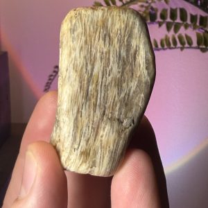 Petrified Wood Specimen — Long Island, New York