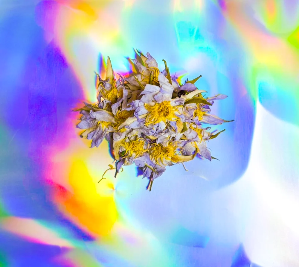 Dried kanna flower product photo